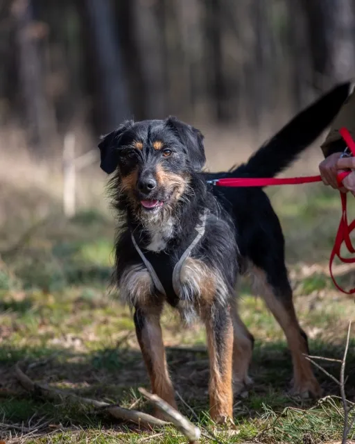 Pies do adopcji, Piła, 22 października 2023 (1/4)