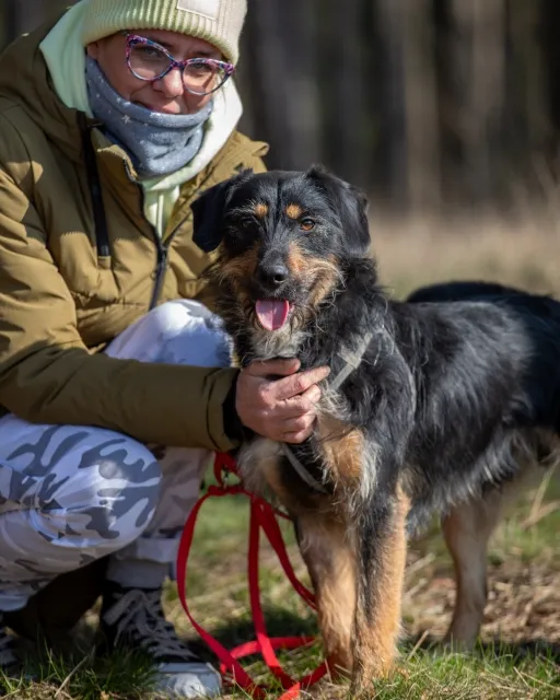 Pies do adopcji, Piła, 22 października 2023 (2/4)