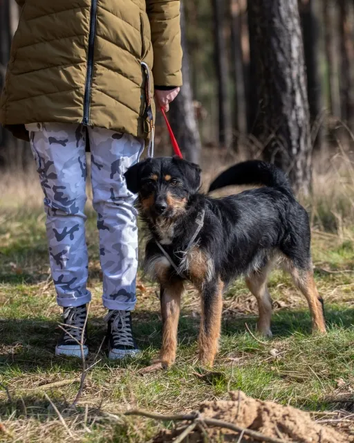 Pies do adopcji, Piła, 22 października 2023 (3/4)