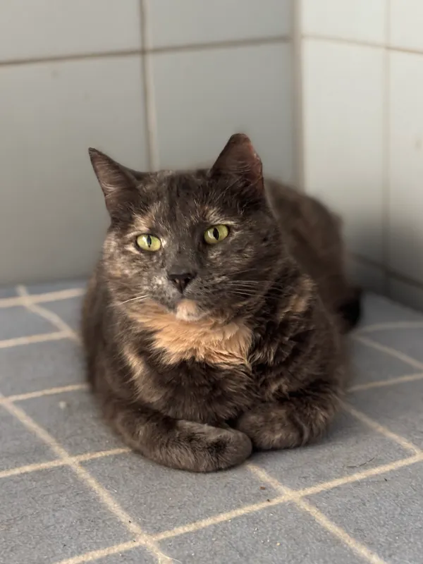 Znaleziono kota, Lublin, 9 sierpnia 2024