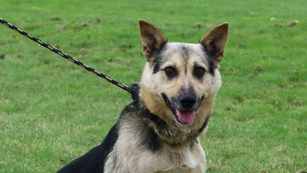 Pies do adopcji, Tatary, 6 lipca 2020 (1/2)