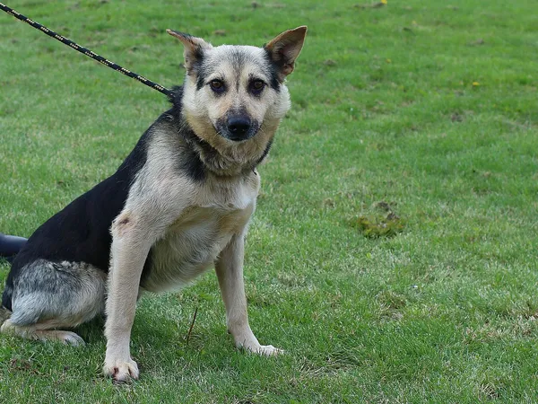 Pies do adopcji, Tatary, 6 lipca 2020 (2/2)