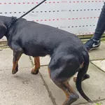 Znaleziono psa