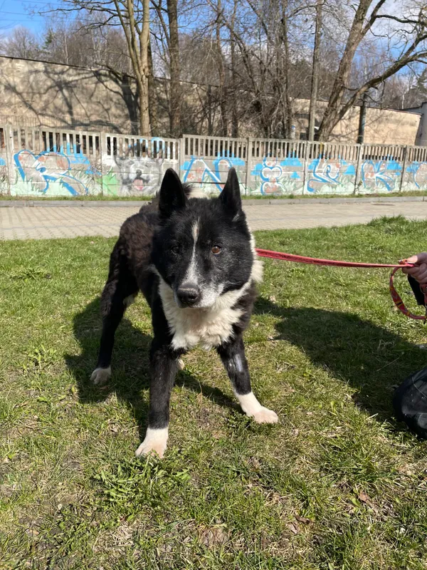 Pies do adopcji, Kielce, 19 marca 2024