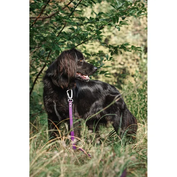 Znaleziono psa, Białystok, 15 grudnia 2023 (1/5)