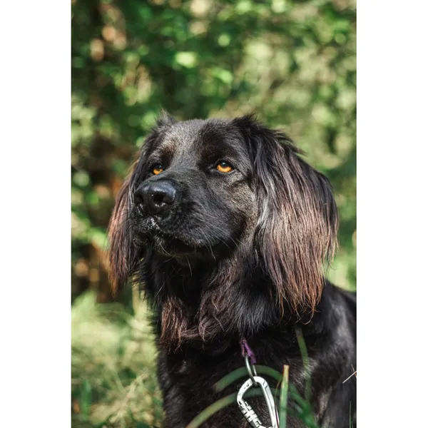 Znaleziono psa, Białystok, 15 grudnia 2023 (3/5)