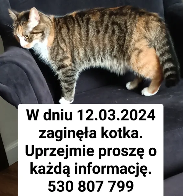 Zaginął kot, Wrocław, Osiedle Widawa, 20 marca 2024