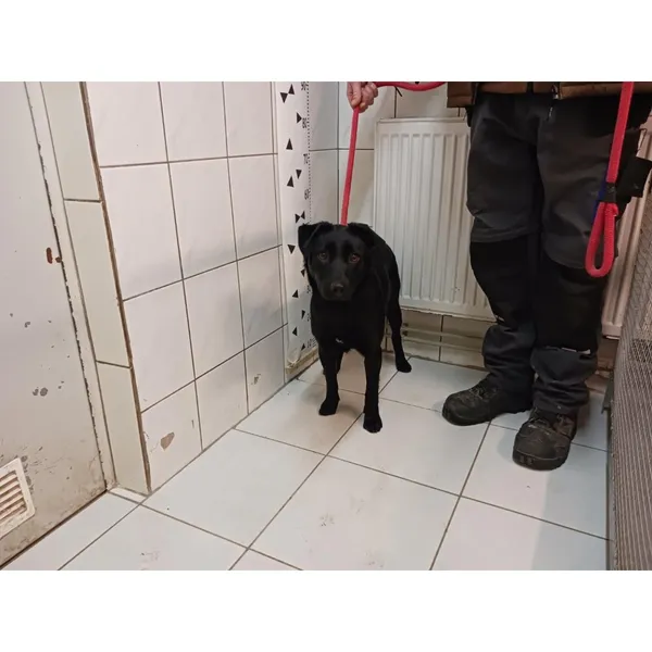 Znaleziono psa, Białystok, 19 marca 2024