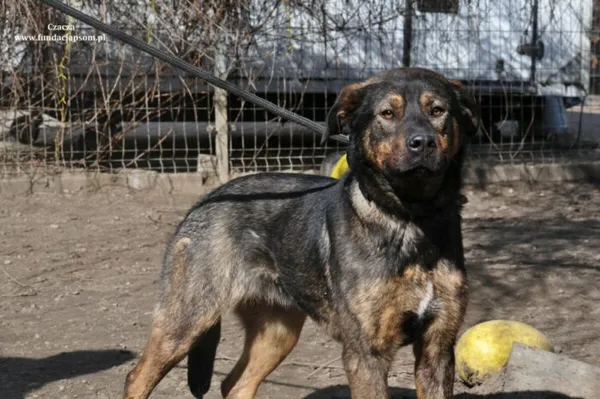 Pies do adopcji, Nowy Dwór Mazowiecki, 20 marca 2024 (2/5)