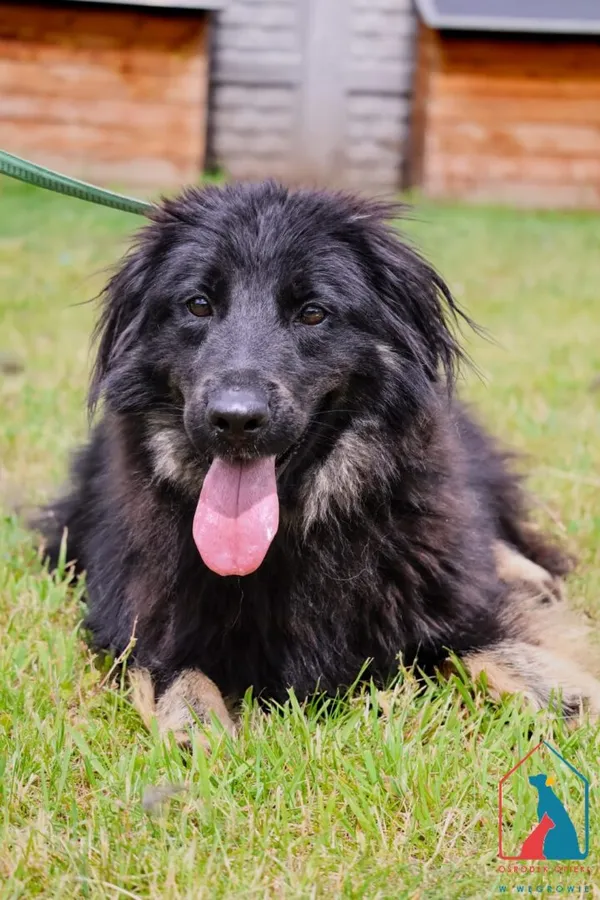 Pies do adopcji, Grudziądz, 1 marca 2024 (1/5)