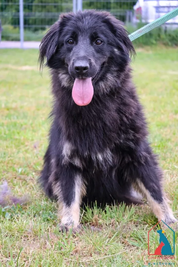 Pies do adopcji, Grudziądz, 1 marca 2024 (2/5)