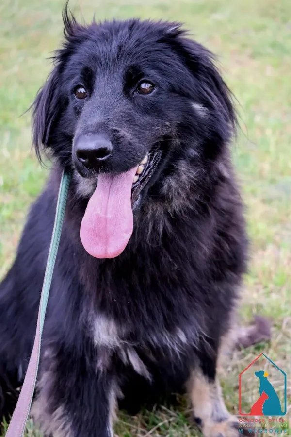 Pies do adopcji, Grudziądz, 1 marca 2024 (3/5)