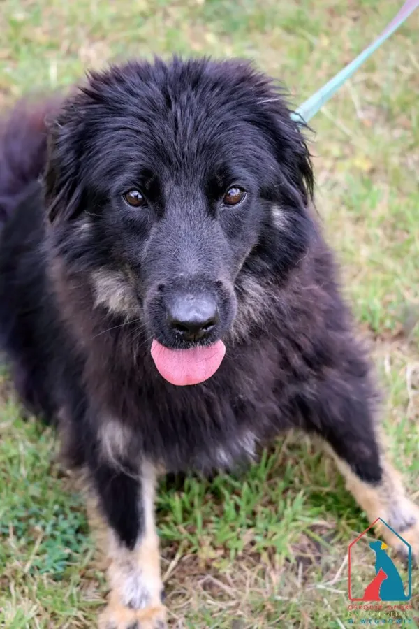 Pies do adopcji, Grudziądz, 1 marca 2024 (4/5)