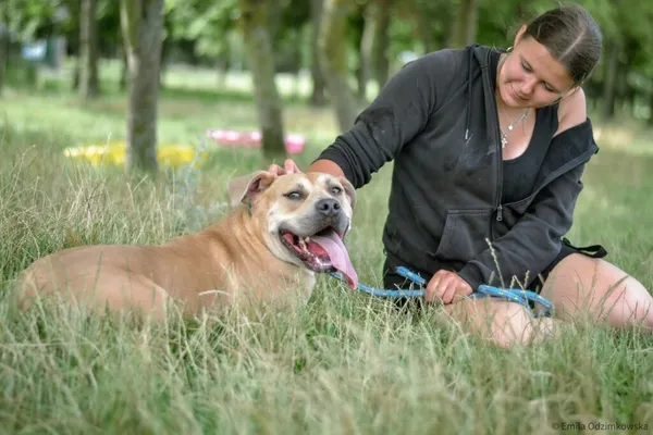 Pies do adopcji, Radom, 20 sierpnia 2025 (4/5)