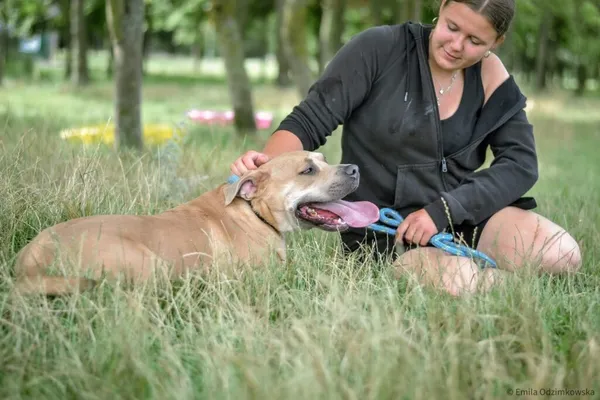 Pies do adopcji, Radom, 20 sierpnia 2025 (5/5)