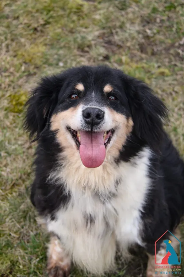 Pies do adopcji, Grudziądz, 5 lutego 2024 (1/5)