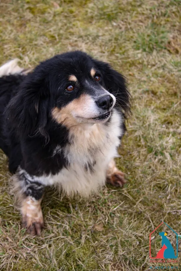 Pies do adopcji, Grudziądz, 5 lutego 2024 (2/5)