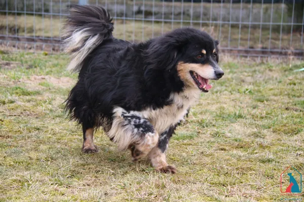 Pies do adopcji, Grudziądz, 5 lutego 2024 (3/5)