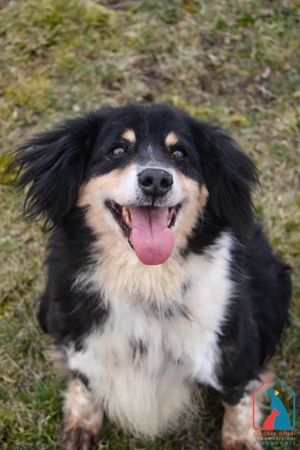 Pies do adopcji, Grudziądz, 5 lutego 2024 (4/5)