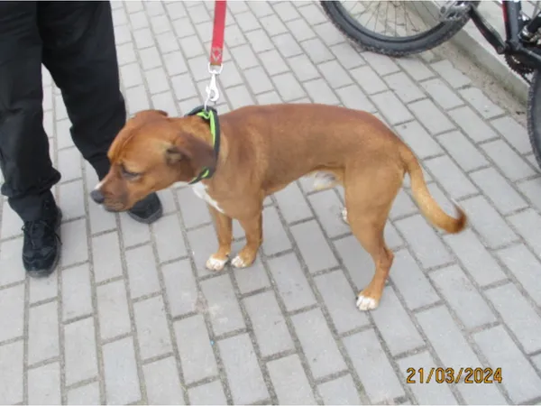 Znaleziono psa, Bydgoszcz, 21 marca 2024