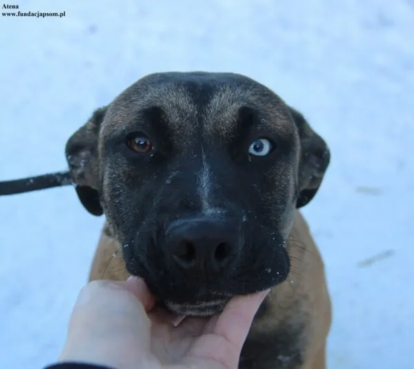 Pies do adopcji, Nowy Dwór Mazowiecki, 4 stycznia 2026 (1/5)