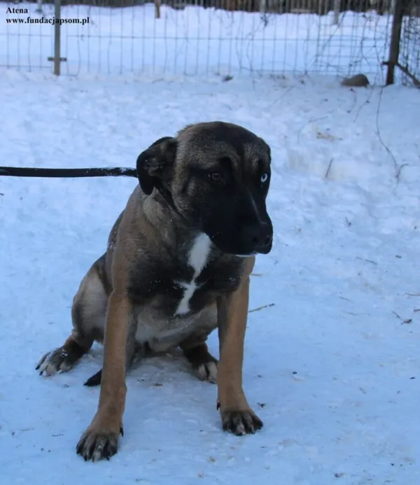 Pies do adopcji, Nowy Dwór Mazowiecki, 4 stycznia 2026 (2/5)