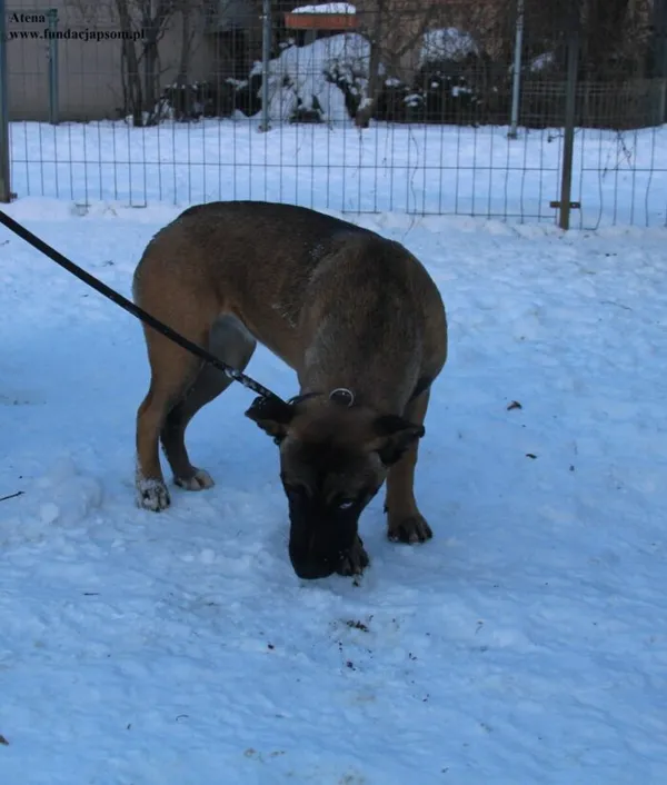 Pies do adopcji, Nowy Dwór Mazowiecki, 4 stycznia 2026 (5/5)
