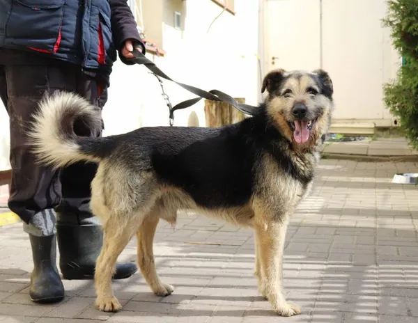 Znaleziono psa, Łódź, 24 marca 2024 (2/2)