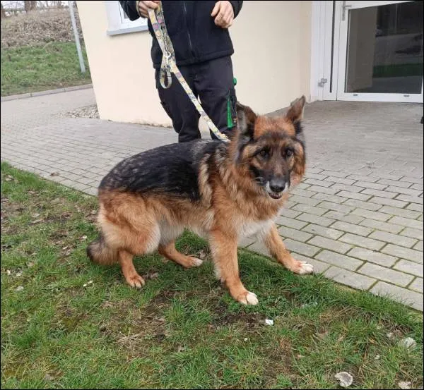 Znaleziono psa, Grudziądz, 24 marca 2024