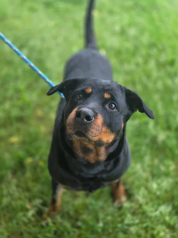 Pies do adopcji, Radom, 21 lipca 2025 (1/5)