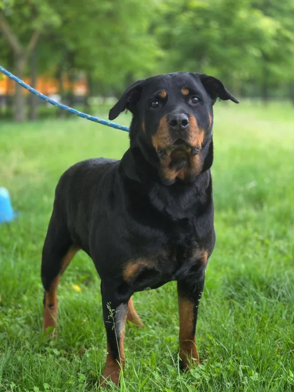 Pies do adopcji, Radom, 21 lipca 2025 (2/5)