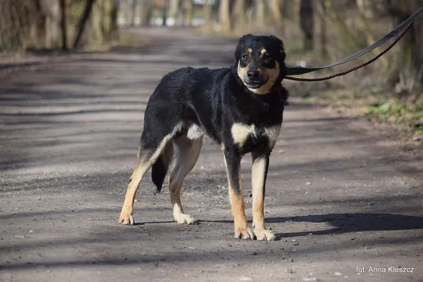 Znaleziono psa, Toruń, 21 lutego 2024
