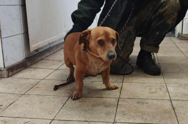 Znaleziono psa, Toruń, 23 marca 2024