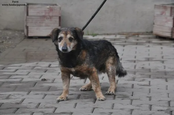 Pies do adopcji, Nowy Dwór Mazowiecki, 25 marca 2024 (2/5)
