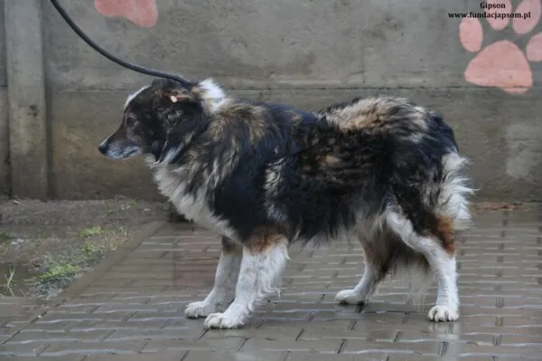 Pies do adopcji, Nowy Dwór Mazowiecki, 25 marca 2024 (2/4)