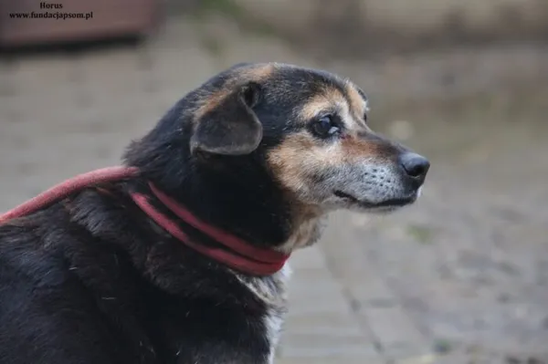 Pies do adopcji, Nowy Dwór Mazowiecki, 25 marca 2024 (3/4)