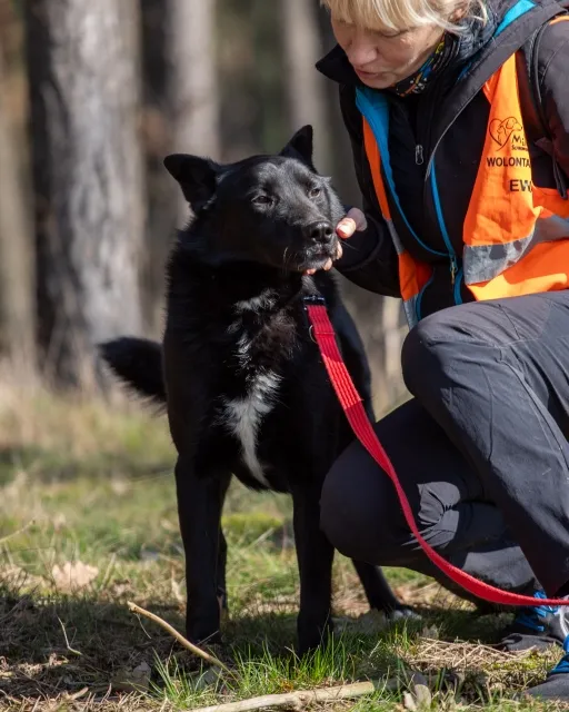 Pies do adopcji, Piła, 8 września 2022 (2/3)