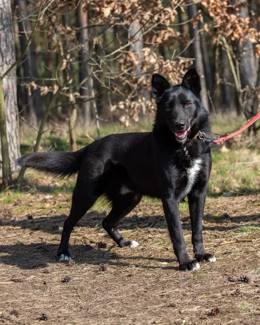 Pies do adopcji, Piła, 8 września 2022 (1/3)