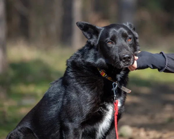 Pies do adopcji, Piła, 8 września 2022 (2/3)