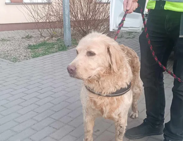 Znaleziono psa, Świdnica, 27 marca 2024