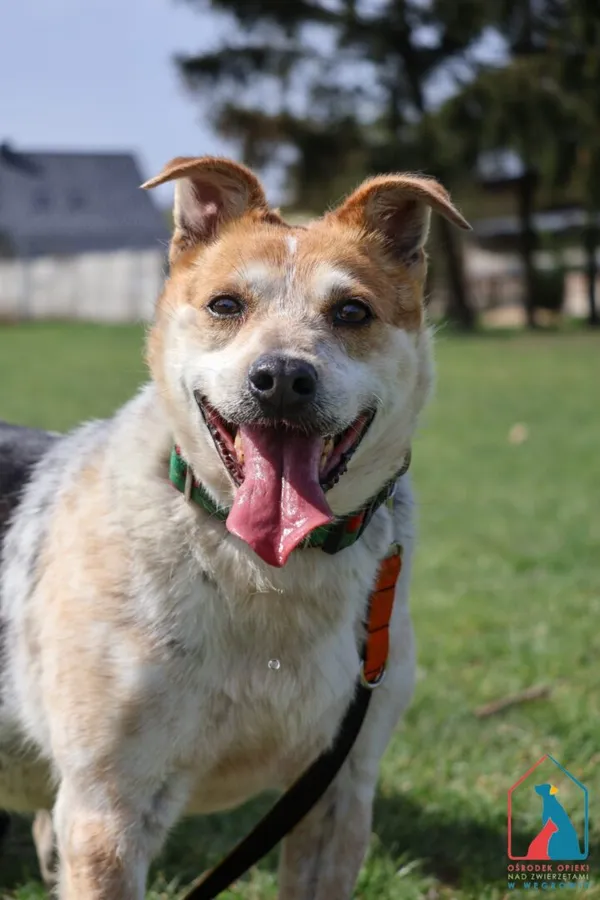 Pies do adopcji, Grudziądz, 12 marca 2024 (1/5)