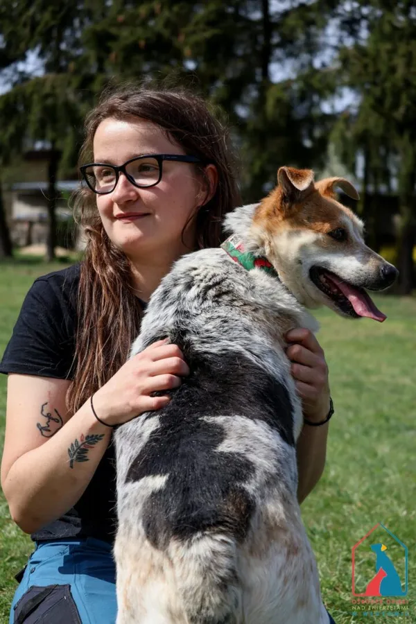 Pies do adopcji, Grudziądz, 12 marca 2024 (4/5)