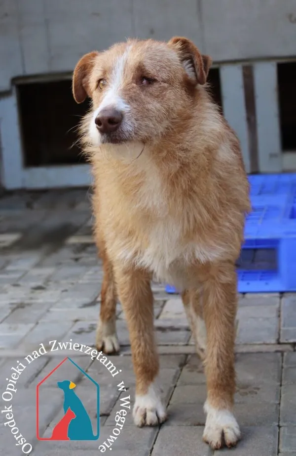 Pies do adopcji, Węgrowo, 5 marca 2024