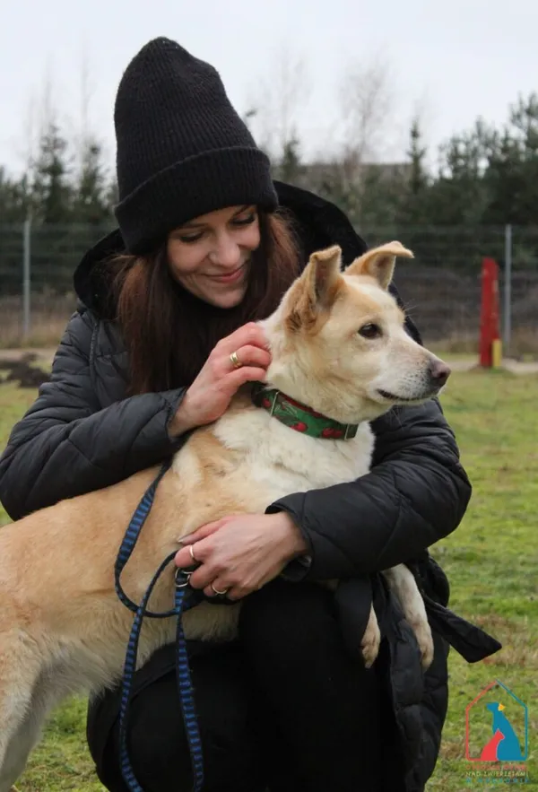 Pies do adopcji, Grudziądz, 7 marca 2024 (1/5)