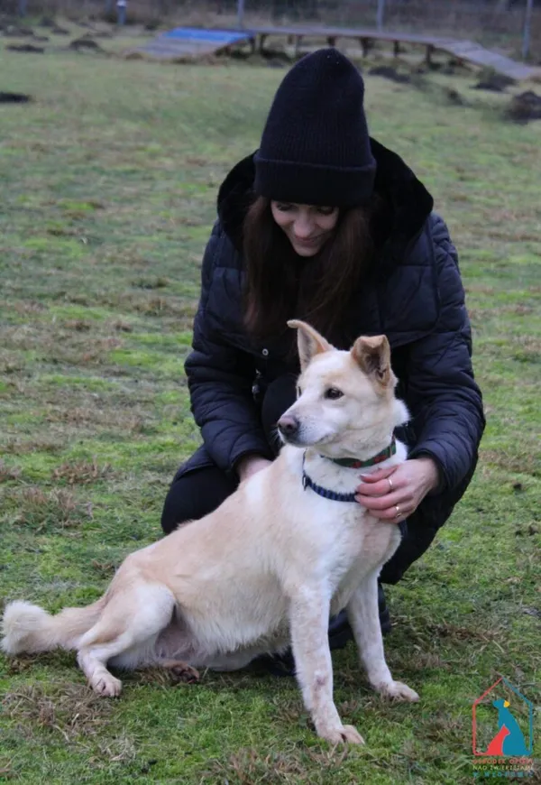 Pies do adopcji, Grudziądz, 7 marca 2024 (3/5)