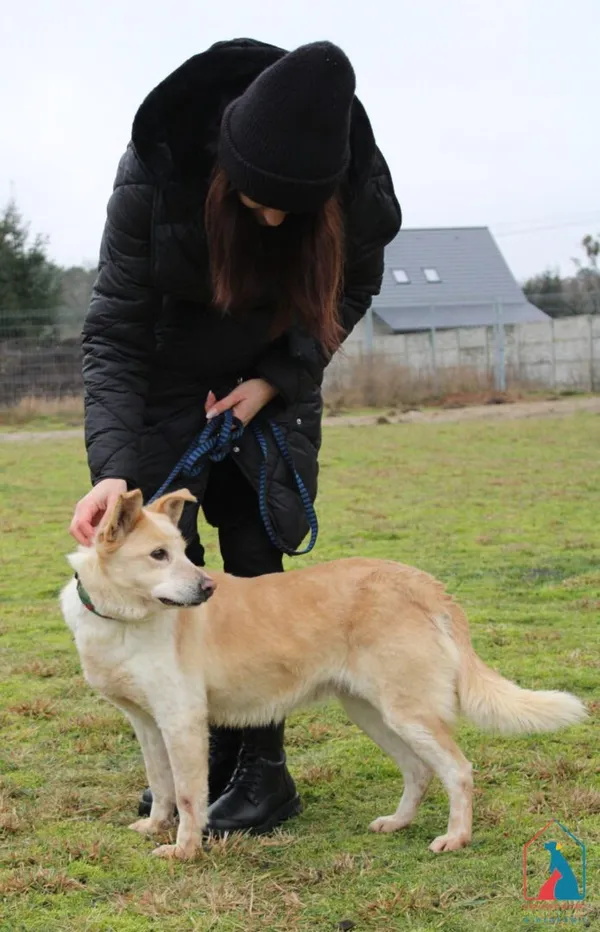 Pies do adopcji, Grudziądz, 7 marca 2024 (4/5)