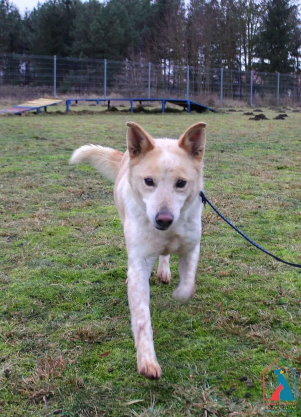 Pies do adopcji, Grudziądz, 7 marca 2024 (5/5)