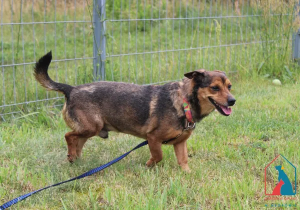 Pies do adopcji, Grudziądz, 6 marca 2024 (2/5)