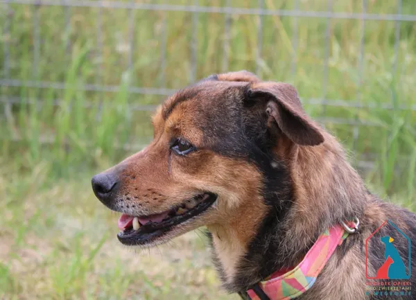 Pies do adopcji, Grudziądz, 6 marca 2024 (3/5)