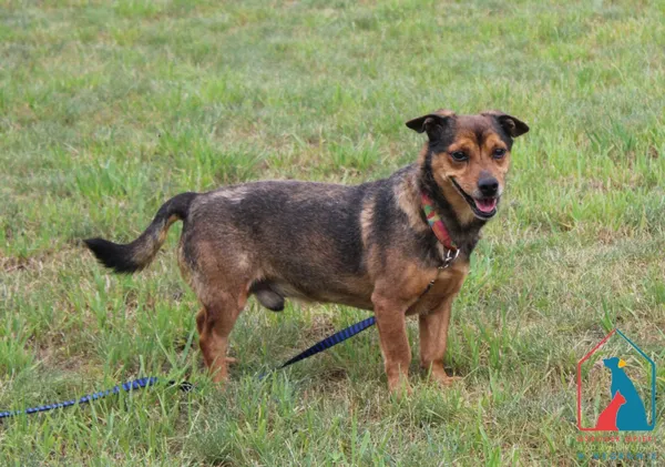 Pies do adopcji, Grudziądz, 6 marca 2024 (5/5)